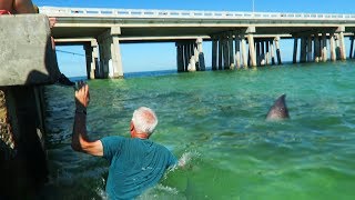 Swimming With A Bull Shark