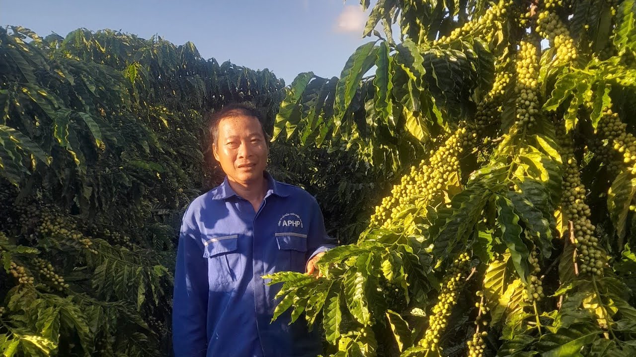 Cập nhật, chia sẻ của chủ vườn về đám cà phê xanh lùn 2,5m x 2,5m đa thân không hãm ngọn