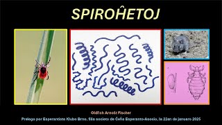 Spiroĥetoj – Oldřich Arnošt Fischer