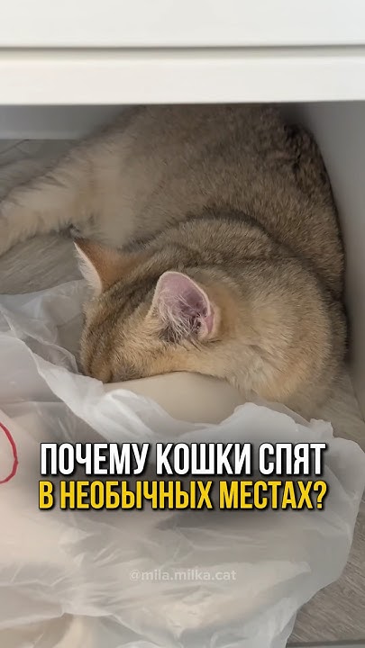 Почему кошки любят спать в необычных местах?🐱💤 - YouTube