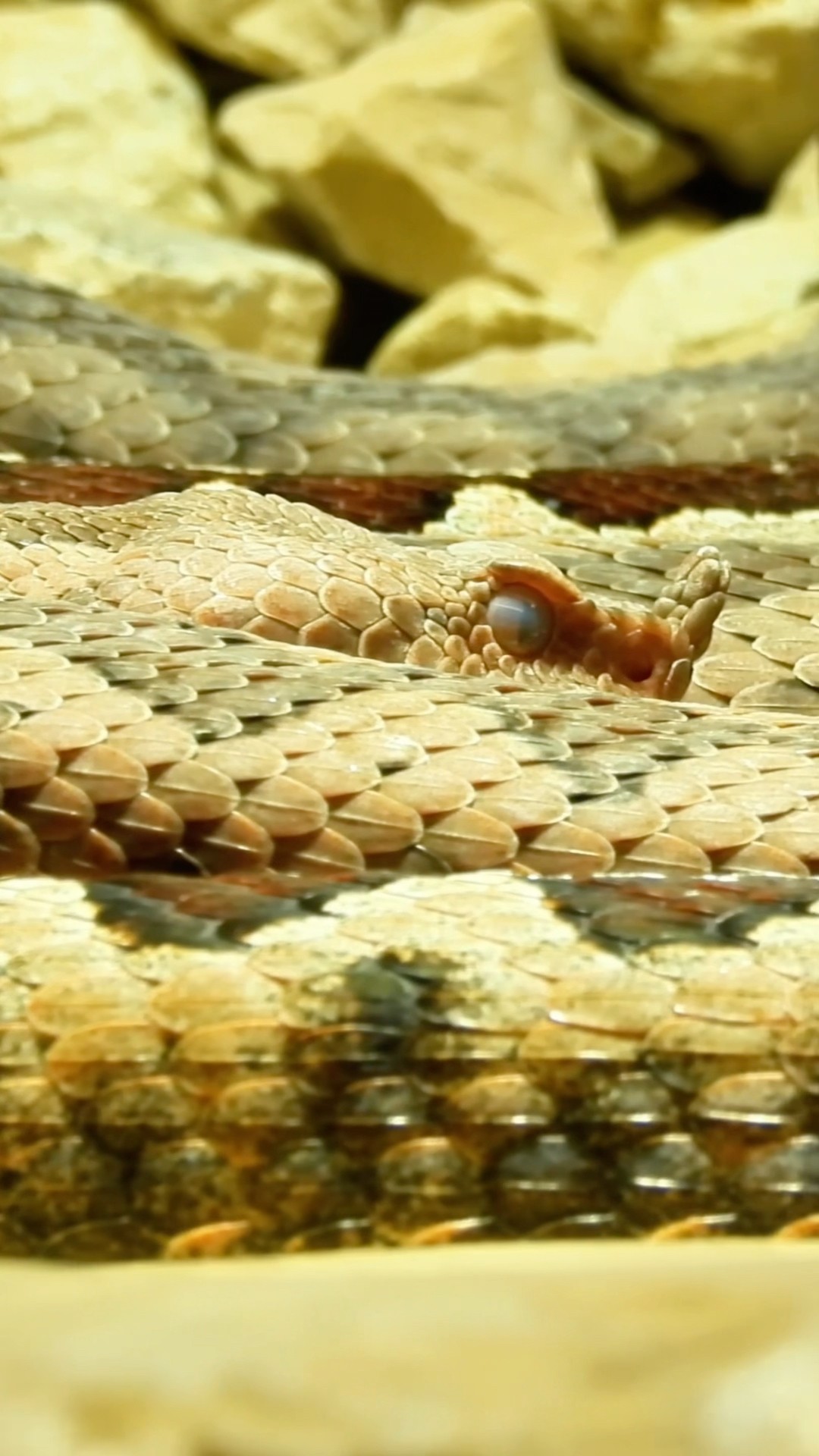 Gorgeous Giant Snake