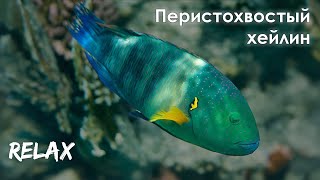 ПЕРИСТОХВОСТЫЙ ХЕЙЛИН в Красном море // CHEILINUS LINULATUS in the Res Sea (Relax)