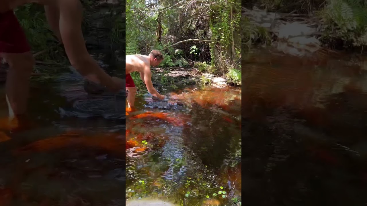 Pond Water - Sealed Jar Experiment!