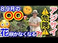 【アジサイ】8,9月は超重要時期‼️なのに、夏の〇〇で来年の花がなくなるかも？！😳/ 開花しない原因は、剪定・肥料・日光のほかにも、意外な落とし穴が⚠️/ 〇〇回避の簡単な対策あり【ガーデニング】