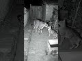 The cat guards leopard entering house.... #cat #animalshorts