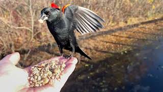 Hand-feeding Birds in Slow Mo - Red-winged Blackbird