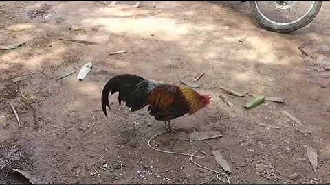 qab nyob laav 52 nyam nug tau 02099155709