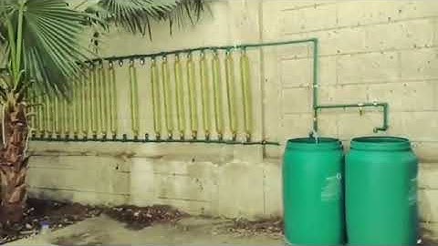 the cheapest microalgae photobioreactor 💥🤯✨