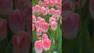 Tulip fields 🌷Farmer Copleys #tulips #farmercopleys #short