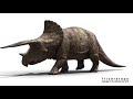 Triceratops walking with sound effects