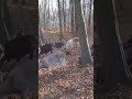 Goats in the Forest 🍂 Peaceful Nature Moments | Cat TV for Cats & Humans #CatLoungeTV