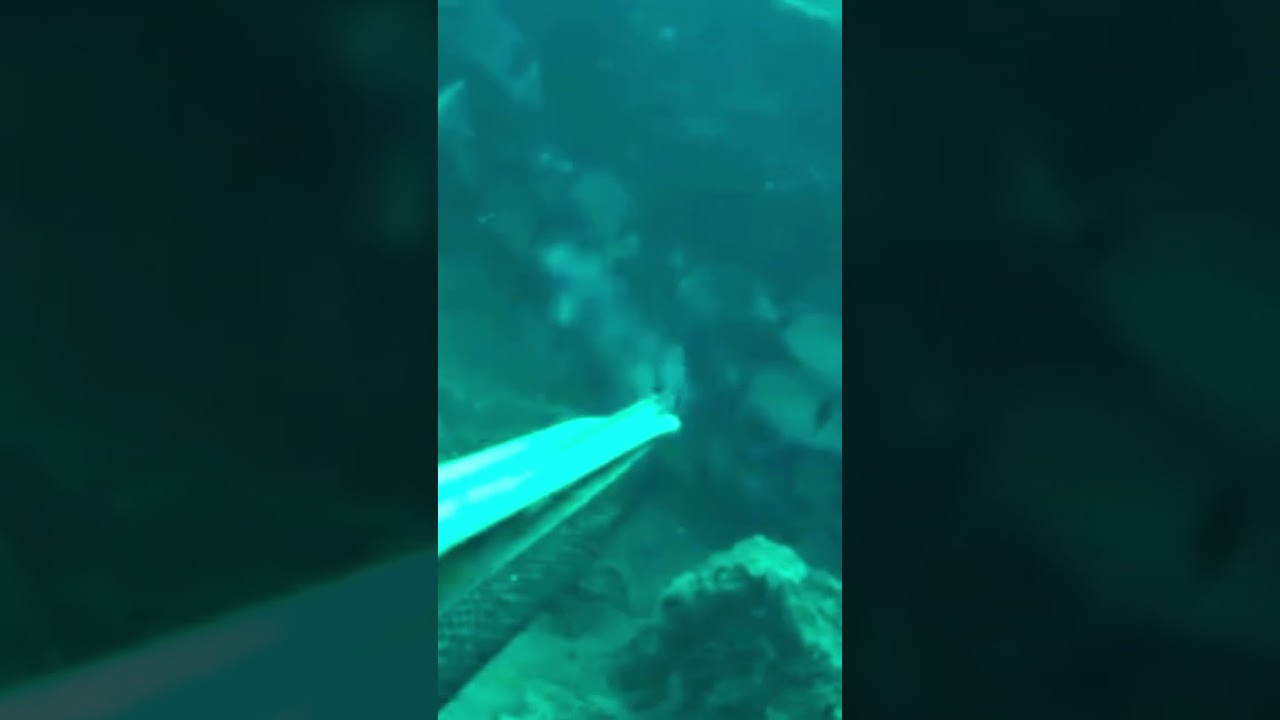 a quick deep  dive to 27m. Double shot sea breams!!! 