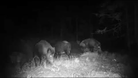 Herd of Wild Boars sounds in Dark Night - Trail Cam | Beast's Reserve