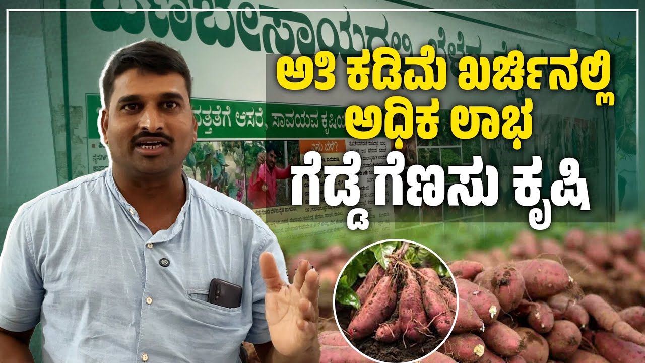 ಅತಿ ಕಡಿಮೆ ಖರ್ಚಿನಲ್ಲಿ ಅಧಿಕ ಲಾಭ ಗೆಡ್ಡೆ ಗೆಣಸು ಕೃಷಿ | Proper Method of Growing sweet potato | Udayavani