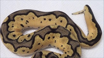 2019 1 Male Pastel Clown het VPI Axanthic Ball Python