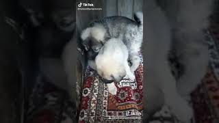 2 kangal Resimi