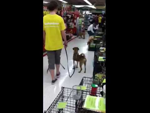 puppy paradise Furkids/Small Dog Rescue - Montague