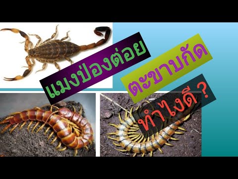 แมงป่องต่อย ตะขาบกัด ดูแลอย่างไร? | ละม่อม พยาบาลหลานย่าโม