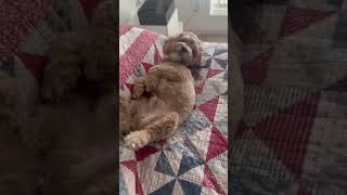 Does your dog sleep like this ?dog #sleep
