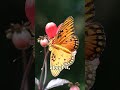 🤔 Why Does The Science of Mimicry Even Exist? #Shorts