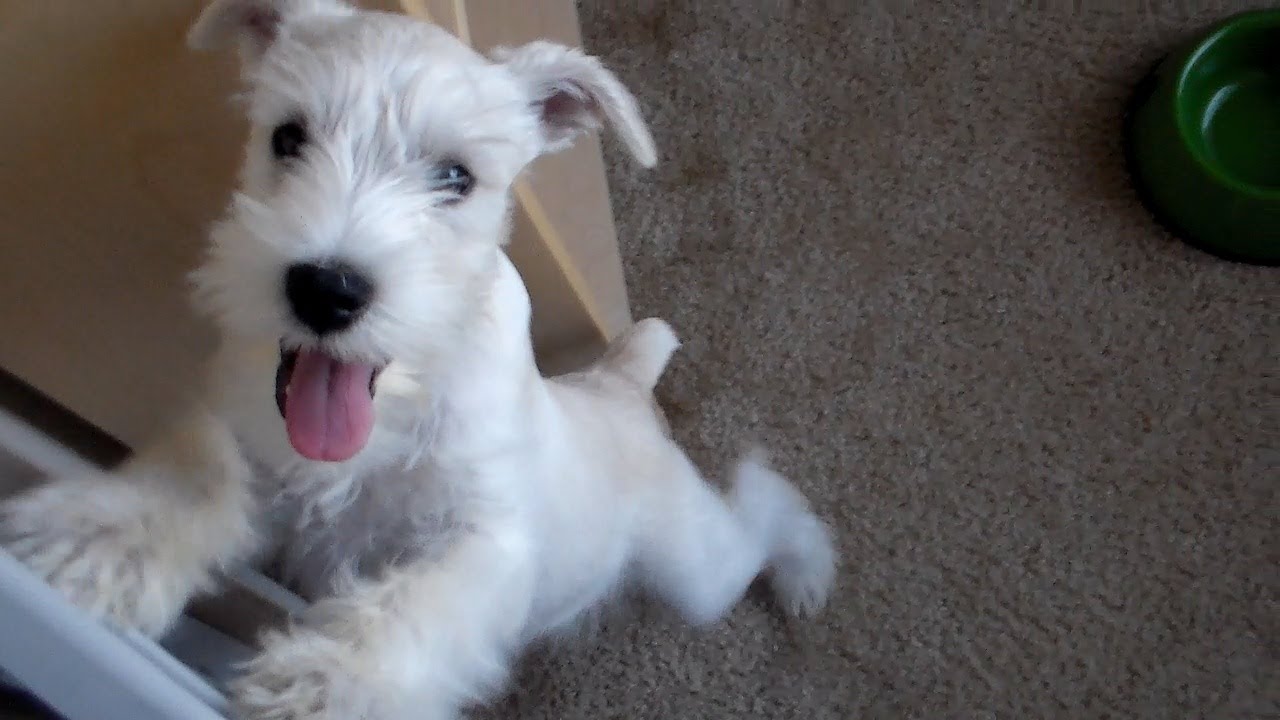 12 week old puppy does tricks - Miniature Schnauzer ...