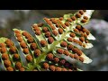 Discovering the Magic of Horsetails, Clubmosses, and Ferns