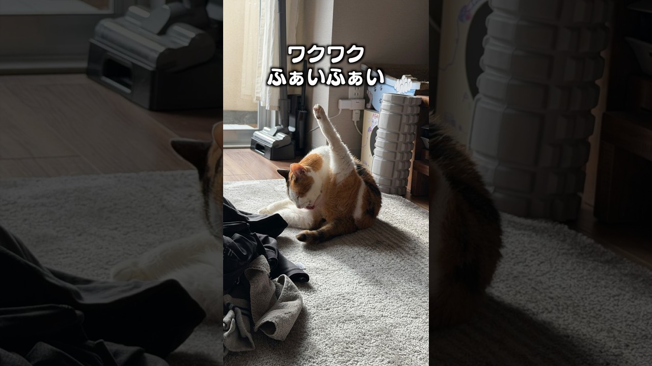 ぎんねこになります。 Can I Become a Cat? | Cat Things - YouTube