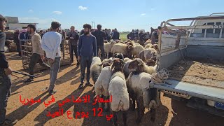 جوله جديده في اسواق ادلب معره مصرين 15\5\2026 اسعار الاضاحي وغنم الجنيه والخراف السرحيه والماعز 