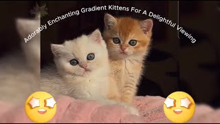 Adorably Enchanting Gradient Kittens For A Delightful Viewing