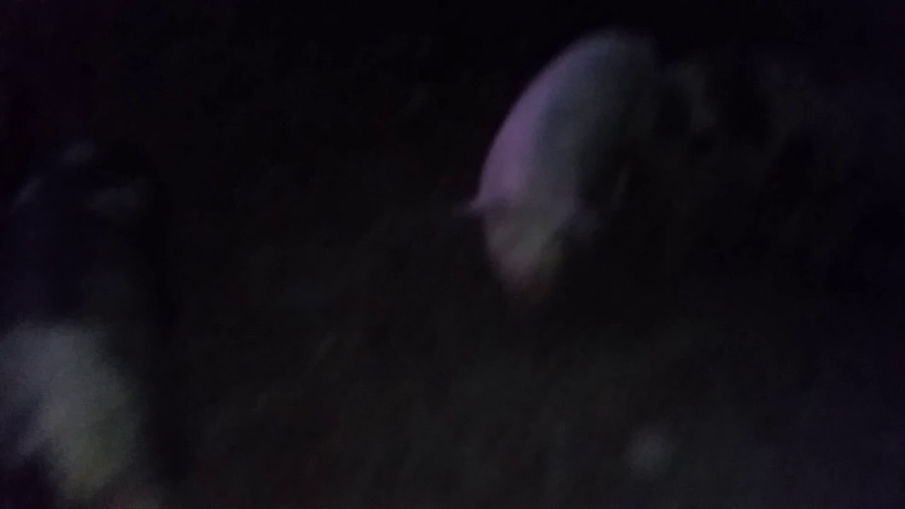 pig and whistle Bad listener