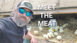 THE INS AND OUTS OF HAVING WHITE ROCK CHICKENS @ OFF GRID LIVING AND SURVIVAL PREP #CHICKENS #MEAT