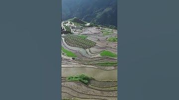 Ruộng bậc thang đẹp#shorts