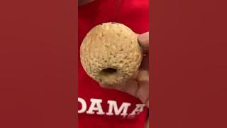 Yank Spike Champ 2019 - Josh Kim - Kendama USA