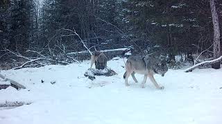 Wolf Pack On Deer Carcass by Minnesota Nature Clips 907 views 3 months ago 53 minutes