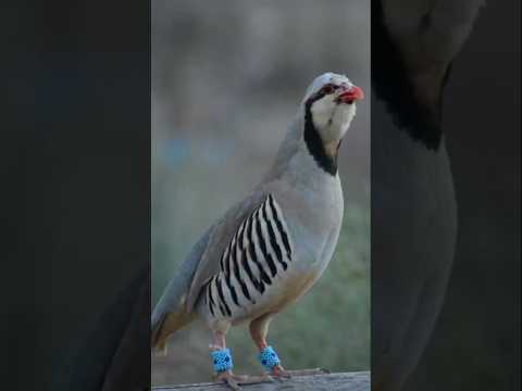 Partridge Or Chakor Whats The BEST Bird For Hunting
