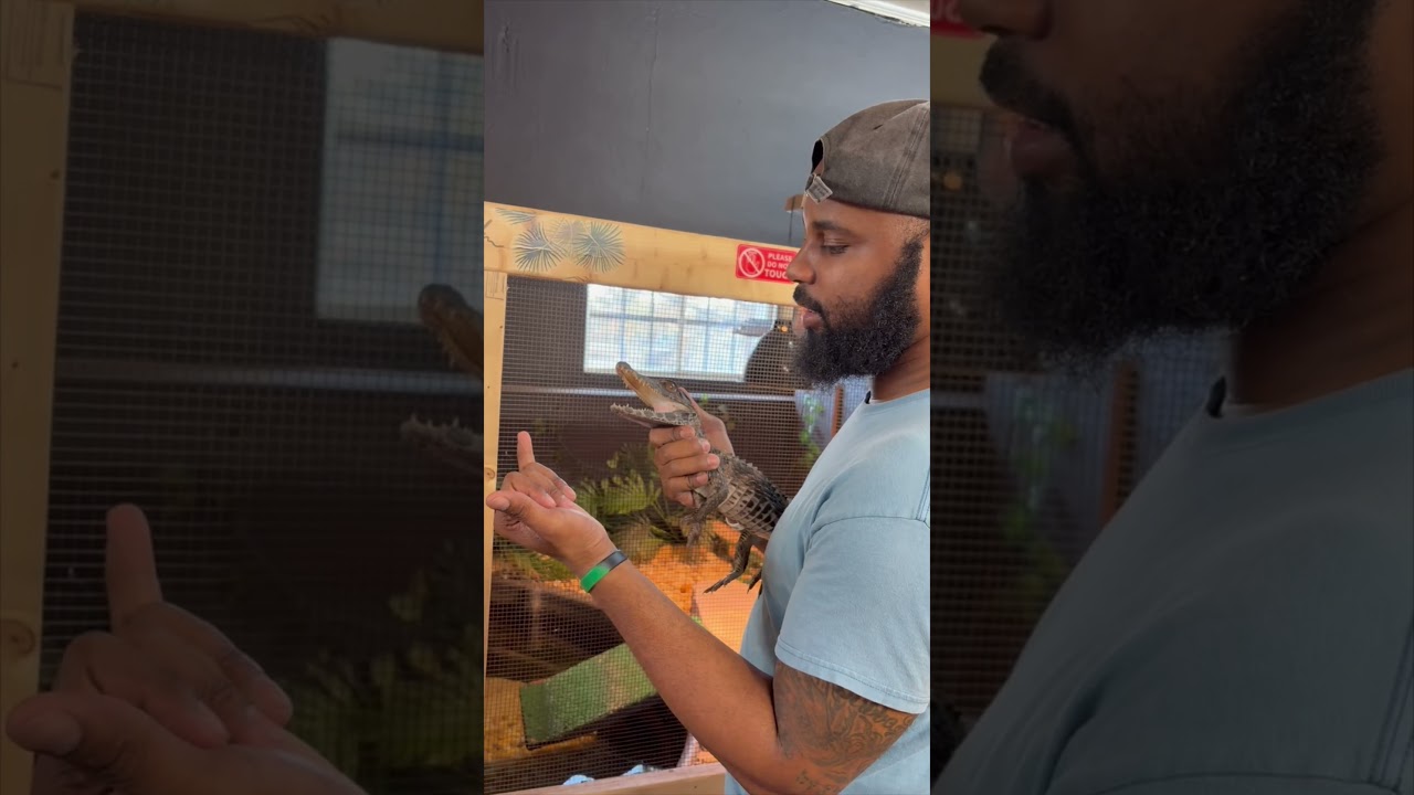 Дурачимся с этим гладколобым кайманом (Trigonatus trigonatus).