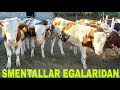 Egalaridan Smental yemga tayyor buqalar sotuvda 9-iyun, 2026