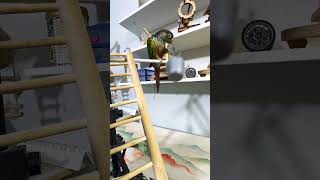 Bird Training:smart lovebird parrot l smart little cute parrot #training#smartparrot#cute