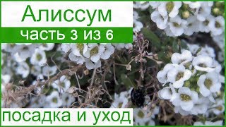 видео Посадка и уход за алиссумом многолетним в открытом грунте