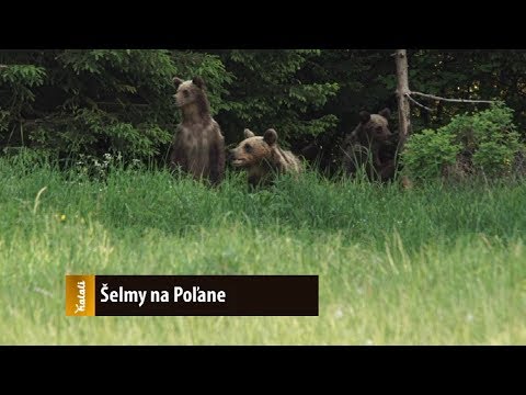 Video: Čo Znamenajú Býci A Medvede Na Burzách?