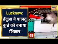 Lucknow में तेंदुए की दहशत, पालतू कुत्ते को बनाया शिकार | News18 India