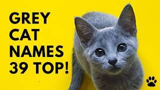 Grey Cat Names - 39 AWESOME & CUTE Ideas | Names screenshot 3