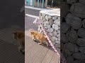 바닷가의 길고양이 #cat#고양이#산책