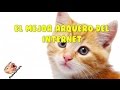 Mejores Caidas y Videos Graciosos, chistosas de Risa | el gato arquero