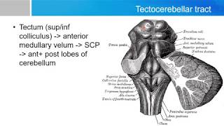 Neurosurgery written board crash course - cerebellum part 3
