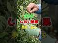 【樹形作り】果樹や庭木の摘芯をしなかった結果