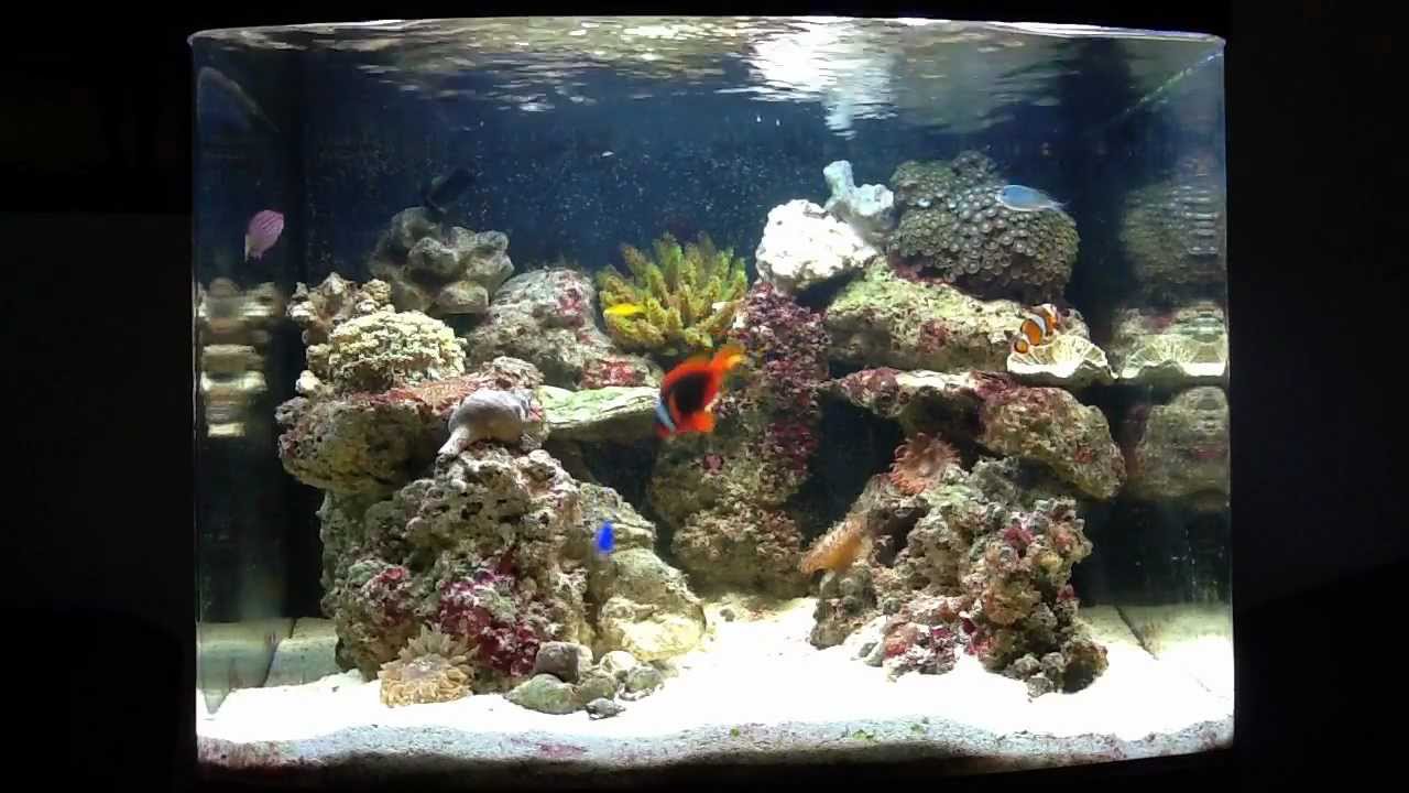 my reef tank a 30 gallon biocube youtube 30 gallon reef tank lighting