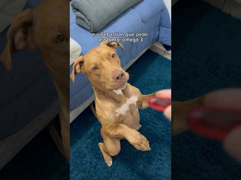 ELE NÃO ESQUECE UM DIA 😅 #pitbull #cachorros #pets #humor #rotina #animais