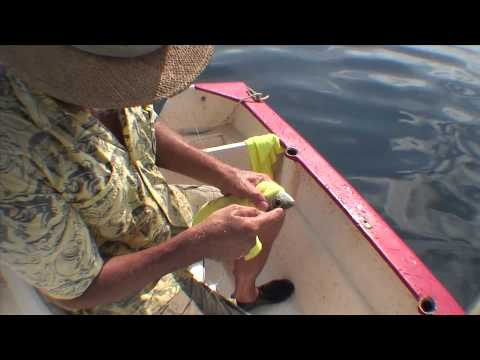 Video: Slik Svømmer Du Med Hvalhaier Og Sjøløver I Sea Of Cortez