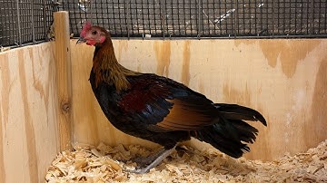 6 month old Red Jungle Fowl Hybrid | 6 Hli Qaib Qus Txuam Tsoov